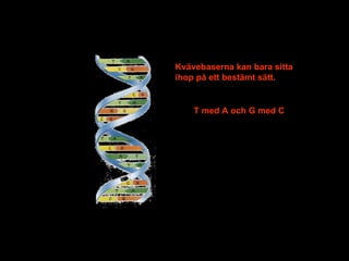 Kvävebaserna kan bara sitta ihop på ett bestämt sätt. T med A och G med C 