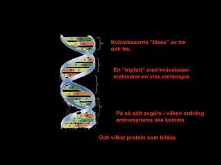 Kvävebaserna ”läses” av tre och tre.  En ”triplett” med kvävebaser motsvarar en viss aminosyra På så sätt avgörs i vilken ordning aminosyrorna ska komma Och vilket protein som bildas 