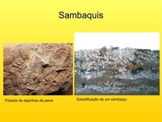 Sambaquis
Fósseis de espinhas de peixe Estratificação de um sambaqui
 