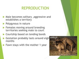 REPRODUCTION
 Male becomes solitary ,aggressive and
establishes a territory
 Polygynous in nature
 Females moving around breeding
territories seeking male to court
 Courtship based on tending bonds
 Gestation probably lasts around eight
months
 Fawn stays with the mother 1 year
 