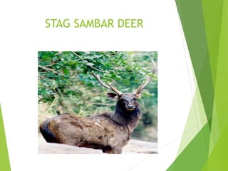 STAG SAMBAR DEER
 