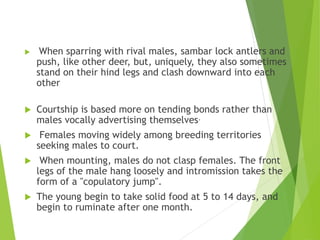  When sparring with rival males, sambar lock antlers and
push, like other deer, but, uniquely, they also sometimes
stand on their hind legs and clash downward into each
other
 Courtship is based more on tending bonds rather than
males vocally advertising themselves.
 Females moving widely among breeding territories
seeking males to court.
 When mounting, males do not clasp females. The front
legs of the male hang loosely and intromission takes the
form of a "copulatory jump".
 The young begin to take solid food at 5 to 14 days, and
begin to ruminate after one month.
 