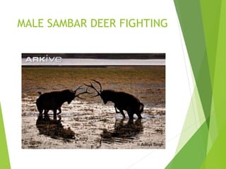 MALE SAMBAR DEER FIGHTING
 