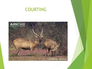 COURTING
 