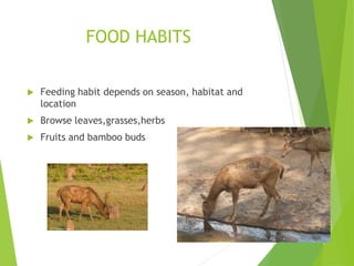 FOOD HABITS
 Feeding habit depends on season, habitat and
location
 Browse leaves,grasses,herbs
 Fruits and bamboo buds
 