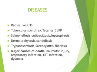 DISEASES
 Rabies,FMD,HS
 Tuberculosis,Anthrax,Tetanus,CBPP
 Salmonellosis,colibacillosis,leptospirosis
 Dermatophytosis,candidiasis
 Trypanosomiasis,Sarcocystitis,filariasis
 Major causes of death-Traumatic injury,
respiratory infection, GIT infection,
dystocia
 
