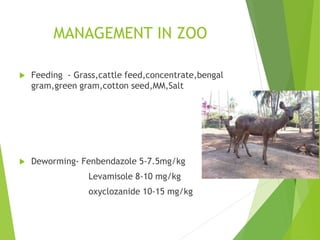 MANAGEMENT IN ZOO
 Feeding - Grass,cattle feed,concentrate,bengal
gram,green gram,cotton seed,MM,Salt
 Deworming- Fenbendazole 5-7.5mg/kg
Levamisole 8-10 mg/kg
oxyclozanide 10-15 mg/kg
 