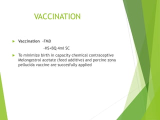 VACCINATION
 Vaccination -FMD
-HS+BQ 4ml SC
 To minimize birth in capacity chemical contraceptive
Melongestrol acetate (feed additive) and porcine zona
pellucida vaccine are succesfully applied
 