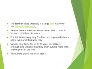  The sambar (Rusa unicolor) is a large deer native to
the Indian Subcontinent,
 Sambar have a small but dense mane, which tends to
be more prominent in males
 The tail is relatively long for deer, and is generally black
above with a whitish underside
 Sambar have lived for up to 28 years in captivity,
although it is unlikely that they often survive more than
twelve years in the wild
 Young male grows antlers at age 2
 