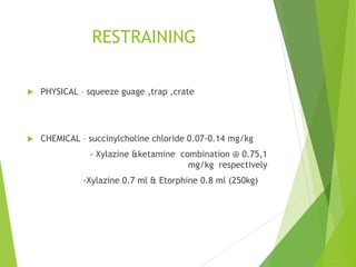 RESTRAINING
 PHYSICAL – squeeze guage ,trap ,crate
 CHEMICAL – succinylcholine chloride 0.07-0.14 mg/kg
- Xylazine &ketamine combination @ 0.75,1
mg/kg respectively
-Xylazine 0.7 ml & Etorphine 0.8 ml (250kg)
 