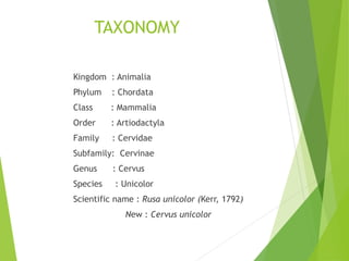 TAXONOMY
Kingdom : Animalia
Phylum : Chordata
Class : Mammalia
Order : Artiodactyla
Family : Cervidae
Subfamily: Cervinae
Genus : Cervus
Species : Unicolor
Scientific name : Rusa unicolor (Kerr, 1792)
New : Cervus unicolor
 