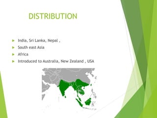 DISTRIBUTION
 India, Sri Lanka, Nepal ,
 South east Asia
 Africa
 Introduced to Australia, New Zealand , USA
 