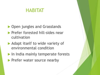 HABITAT
 Open jungles and Grasslands
 Prefer forested hill-sides near
cultivation
 Adapt itself to wide variety of
environmental condition
 In India mainly temperate forests
 Prefer water source nearby
 