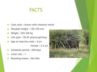 FACTS
 Coat color : brown with chestnut marks
 Shoulder height : 130-170 cms
 Weight : 225-320 kg
 Life span : 20-25 years(captivity)
 Age at maturity-male : 4 yrs
-female : 2-3 yrs
 Gestation period : 240 days
 Litter size : 1
 Breeding season : Nov-Dec
 