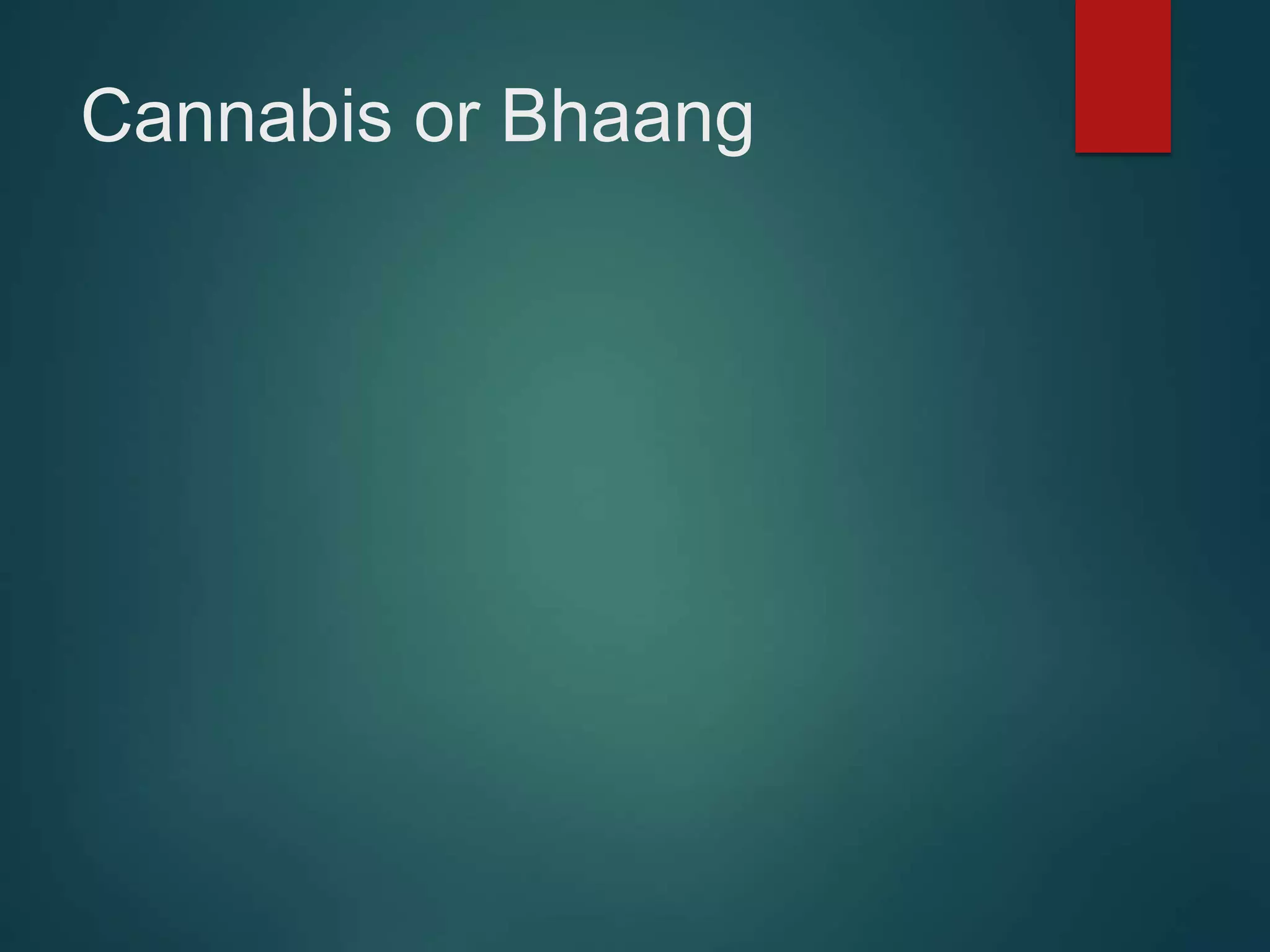 Cannabis or Bhaang
 