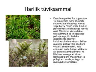 Samblad Samblad | PDF