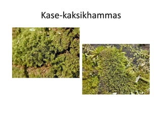 Samblad Samblad | PDF