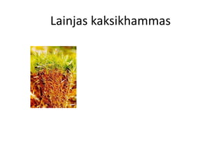 Samblad Samblad | PDF