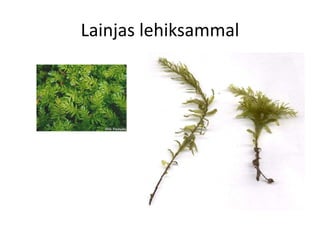 Samblad Samblad | PPT