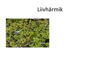 Samblad Samblad | PDF