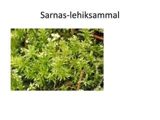 Samblad Samblad | PDF