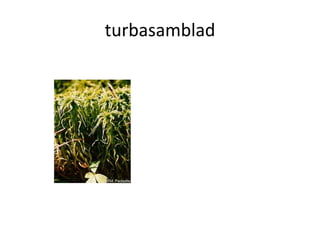 Samblad Samblad | PDF