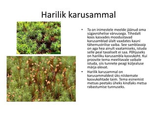 Samblad Samblad | PDF