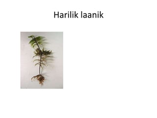Samblad Samblad | PDF