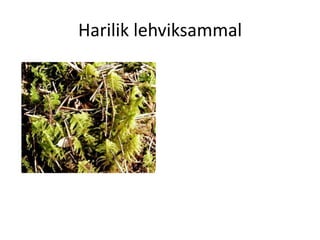 Samblad Samblad | PDF