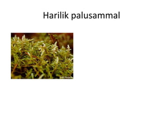 Samblad Samblad | PDF
