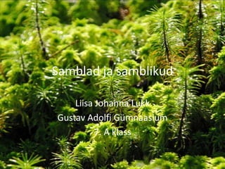 Samblad ja samblikud Liisa Johanna Lukk Gustav Adolfi Gümnaasium 7. A klass 