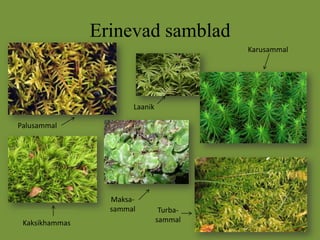 Samblad Samblad ja samblikud22222 | PPTX