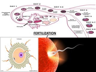FERTILIZATION
 
