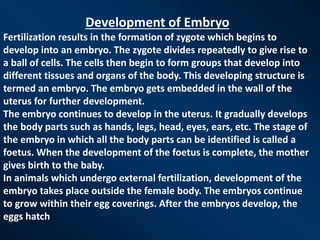 Development of Embryo
Fertilization results in the formation of zygote which begins to
develop into an embryo. The zygote divides repeatedly to give rise to
a ball of cells. The cells then begin to form groups that develop into
different tissues and organs of the body. This developing structure is
termed an embryo. The embryo gets embedded in the wall of the
uterus for further development.
The embryo continues to develop in the uterus. It gradually develops
the body parts such as hands, legs, head, eyes, ears, etc. The stage of
the embryo in which all the body parts can be identified is called a
foetus. When the development of the foetus is complete, the mother
gives birth to the baby.
In animals which undergo external fertilization, development of the
embryo takes place outside the female body. The embryos continue
to grow within their egg coverings. After the embryos develop, the
eggs hatch.
 