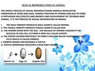 SEXUAL REPRODUCTION IN ANIMAL
THE WHOLE PROCESS OF SEXUAL REPRODUCTIONIN ANIMALS INVOLVESTHE
FORMATION OF SPERS AND EGGS, JOINING TPGETHER OF SPERMS AND EGG TO FORM
A FERTILISHDE EGG (ZYGOTE) AND GROWTH AND DEVELOPMENT OF TOFORMA BABY
ANIMAL .IT IS THE PROCESS OF SEXUAL REPRODUTION IN ANIMAL.
i. THE MALE PARENTS PRODUCES MALE GAMETS CALLED SPERMS.
ii. THE FEMALE PARENTS PRODUCE FEMALE GAMETS CALLED OVA.
iii. THE SPERMS ENTER INTO THE EGG . THE NECLEUS OF SPERMS FUSESWITH THE
NUCLEUS OF EGG CELL TO FORM A NEW CELL CALLED ZYGOTE.
iv. THE ZYGOTE DIVIDED REPETEDLLY TO FORM A HOLLOW BALLOF HUNDREADES OF
CELLS WHICH IS CALLED EMBRYO.
v. EMBRYO GROWS AND BECOMES A FOETUS .
vi. FOETUS GROWSAND DEVELOPES A NEW BABY ANIMAL.
 