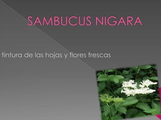 SAMBUCUS NIGARA tintura de las hojas y flores frescas 