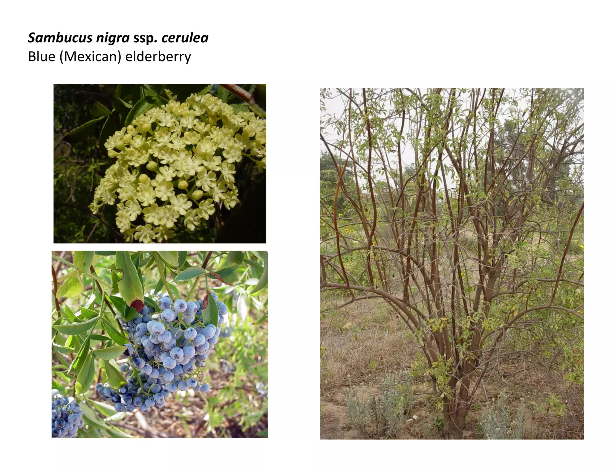 Sambucus nigra ssp. cerulea
Blue (Mexican) elderberry