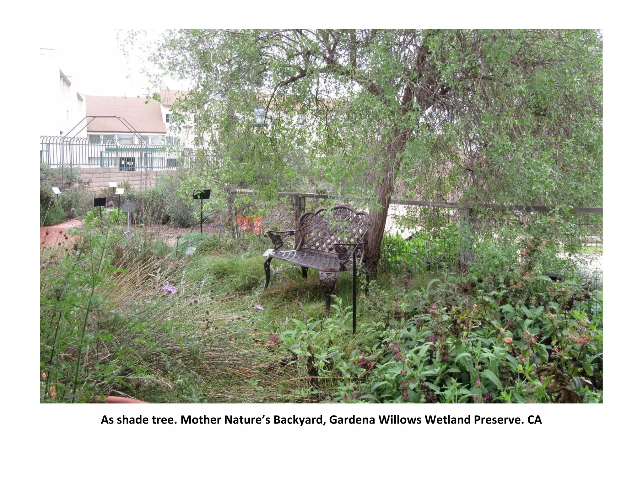 As shade tree. Mother Nature’s Backyard, Gardena Willows Wetland Preserve. CA