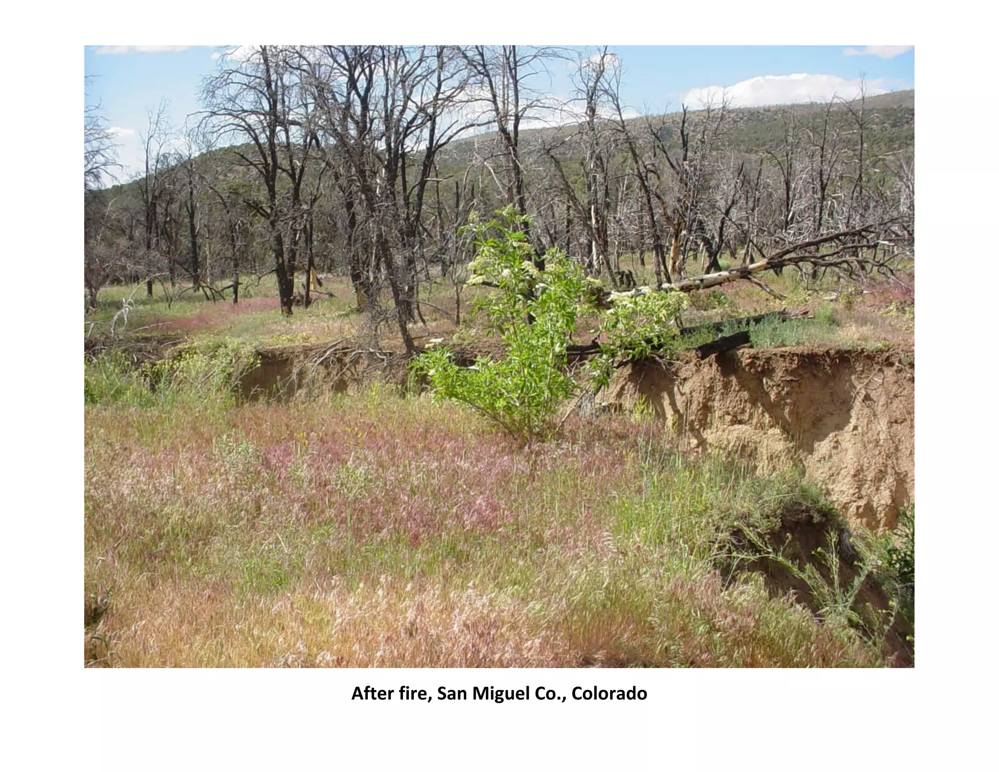 After fire, San Miguel Co., Colorado