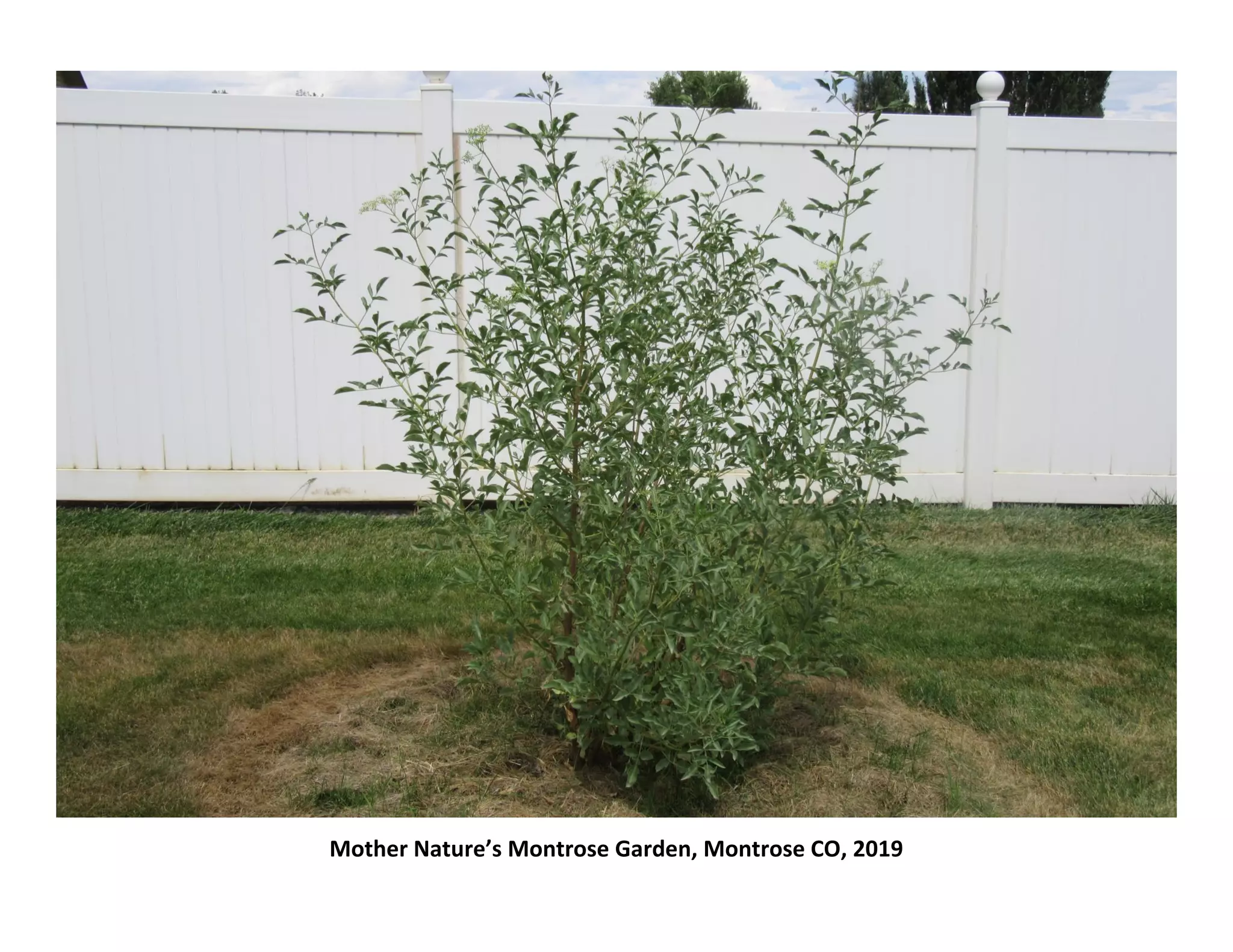 Mother Nature’s Montrose Garden, Montrose CO, 2019
