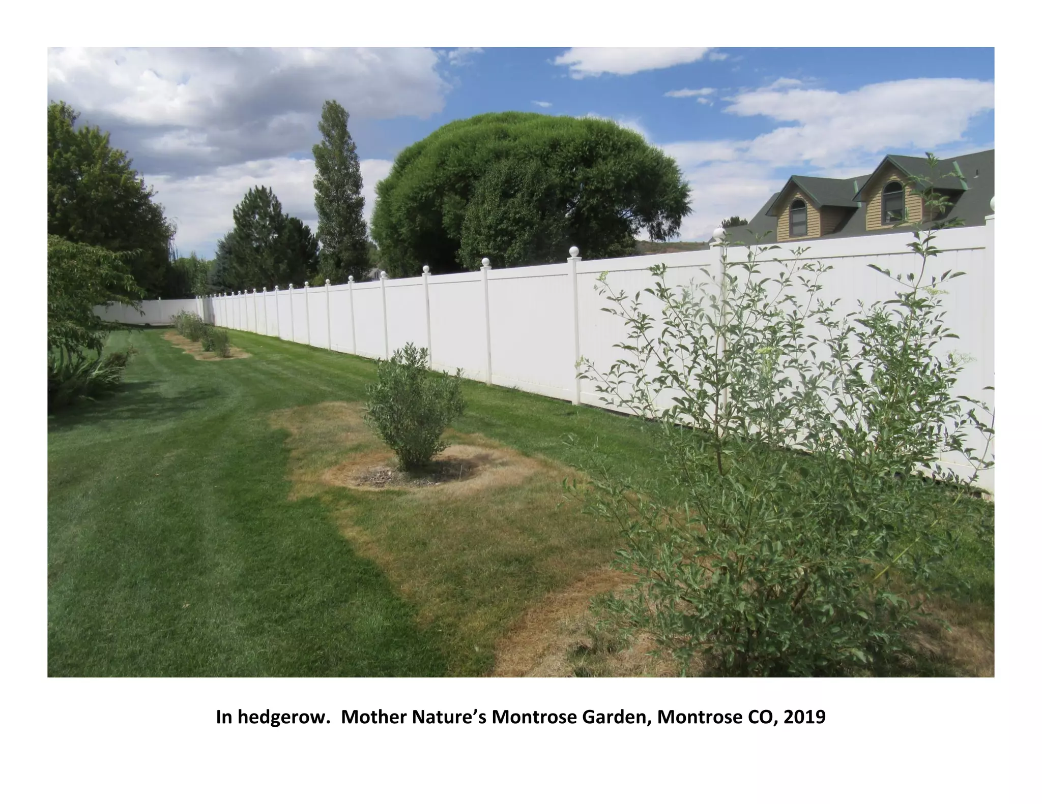 In hedgerow. Mother Nature’s Montrose Garden, Montrose CO, 2019