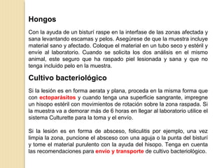 Hongos
Con la ayuda de un bisturí raspe en la interfase de las zonas afectada y
sana levantando escamas y pelos. Asegúrese de que la muestra incluye
material sano y afectado. Coloque el material en un tubo seco y estéril y
envíe al laboratorio. Cuando se solicita los dos análisis en el mismo
animal, este seguro que ha raspado piel lesionada y sana y que no
tenga incluido pelo en la muestra.
Cultivo bacteriológico
Si la lesión es en forma aerata y plana, proceda en la misma forma que
con ectoparásitos y cuando tenga una superficie sangrante, impregne
un hisopo estéril con movimientos de rotación sobre la zona raspada. Si
la muestra va a demorar más de 6 horas en llegar al laboratorio utilice el
sistema Culturette para la toma y el envío.
Si la lesión es en forma de absceso, foliculitis por ejemplo, una vez
limpia la zona, puncione el absceso con una aguja o la punta del bisturí
y tome el material purulento con la ayuda del hisopo. Tenga en cuenta
las recomendaciones para envío y transporte de cultivo bacteriológico.
 