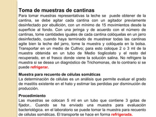 Toma de muestras de cantinas
Para tomar muestras representativas la leche se puede obtener de la
cantina, se debe agitar cada cantina con un agitador previamente
desinfectado por ebullición, con un mínimo de 15 movimientos desde la
superficie al fondo. Con una jeringa y de acuerdo con el número de
cantinas, tome cantidades iguales de cada cantina colóquelas en un jarro
desinfectado, cuando haya terminado de muestrear todas las cantinas
agite bien la leche del jarro, tome la muestra y colóquela en la bolsa.
Transportar en un medio de Cultivo; para esto coloque 2 o 3 ml de la
muestra obtenida en un tubo de Medio tioglicolato y el resto del
recuperado, en el frasco donde viene la solución salina. No refrigere la
muestra si se desea un diagnóstico de Trichomonas, de lo contrario si se
puede refrigerar.
Muestra para recuento de células somáticas
La determinación de células es un análisis que permite evaluar el grado
de mastitis existente en el hato y estimar las perdidas por disminución de
producción.
Procedimiento
Las muestras se colocan 5 ml en un tubo que contiene 3 gotas de
fijador.. Cuando se ha enviado una muestra para evaluación
bacteriológica. en el laboratorio se puede tomar la muestra para recuento
de células somáticas. El transporte se hace en forma refrigerada.
 