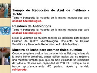Tiempo de Reducción de Azul de metileno -
TRAM
Tome y transporte la muestra de la misma manera que para
análisis bacteriológico.
Residuos de Antibióticos
Tome y transporte la muestra de la misma manera que para
análisis bacteriológico.
Nota: El volumen de muestra tomado es suficiente para realizar
Examen de Cultivo Microbiológico, Recuento de Células
Somáticas y Tiempo de Reducción de Azul de Metileno.
Muestra de leche para examen físico químico
Cuando se quiere evaluar las características físico químicas de
la leche como proteínas, grasa, sólido totales etc. se requiere
una muestra tomada igual que en 12.2 utilizando un recipiente
de vidrio o plástico con capacidad de 250 mL. Coloque en el
frasco aproximadamente 4/5 partes, tápelo y envíelo
refrigerado.
 