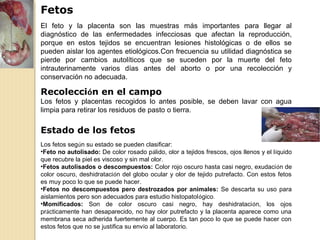 Fetos
El feto y la placenta son las muestras más importantes para llegar al
diagnóstico de las enfermedades infecciosas que afectan la reproducción,
porque en estos tejidos se encuentran lesiones histológicas o de ellos se
pueden aislar los agentes etiológicos.Con frecuencia su utilidad diagnóstica se
pierde por cambios autolíticos que se suceden por la muerte del feto
intrauterinamente varios días antes del aborto o por una recolección y
conservación no adecuada.
Recolección en el campo
Los fetos y placentas recogidos lo antes posible, se deben lavar con agua
limpia para retirar los residuos de pasto o tierra.
Estado de los fetos
Los fetos según su estado se pueden clasificar:
•Feto no autolisado: De color rosado pálido, olor a tejidos frescos, ojos llenos y el líquido
que recubre la piel es viscoso y sin mal olor.
•Fetos autolisados o descompuestos: Color rojo oscuro hasta casi negro, exudación de
color oscuro, deshidratación del globo ocular y olor de tejido putrefacto. Con estos fetos
es muy poco lo que se puede hacer.
•Fetos no descompuestos pero destrozados por animales: Se descarta su uso para
aislamientos pero son adecuados para estudio histopatológico.
•Momificados: Son de color oscuro casi negro, hay deshidratación, los ojos
prácticamente han desaparecido, no hay olor putrefacto y la placenta aparece como una
membrana seca adherida fuertemente al cuerpo. Es tan poco lo que se puede hacer con
estos fetos que no se justifica su envío al laboratorio.
 