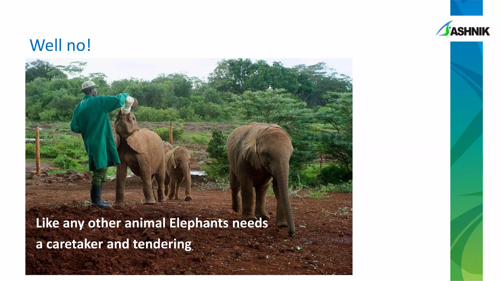 Well no!
Like any other animal Elephants needs
a caretaker and tendering
 