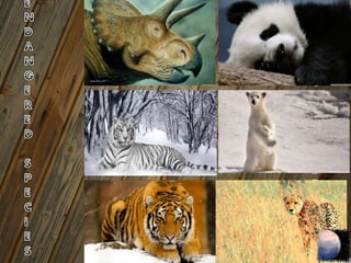 Forest And Wildlife Resources - $@mEe | PPTX
