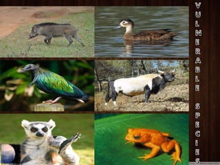 Forest And Wildlife Resources - $@mEe | PPTX