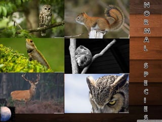 Forest And Wildlife Resources - $@mEe | PPTX