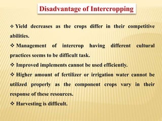  Yield decreases as the crops differ in their competitive
abilities.
 Management of intercrop having different cultural
practices seems to be difficult task.
 Improved implements cannot be used efficiently.
 Higher amount of fertilizer or irrigation water cannot be
utilized properly as the component crops vary in their
response of these resources.
 Harvesting is difficult.
Disadvantage of Intercropping
 